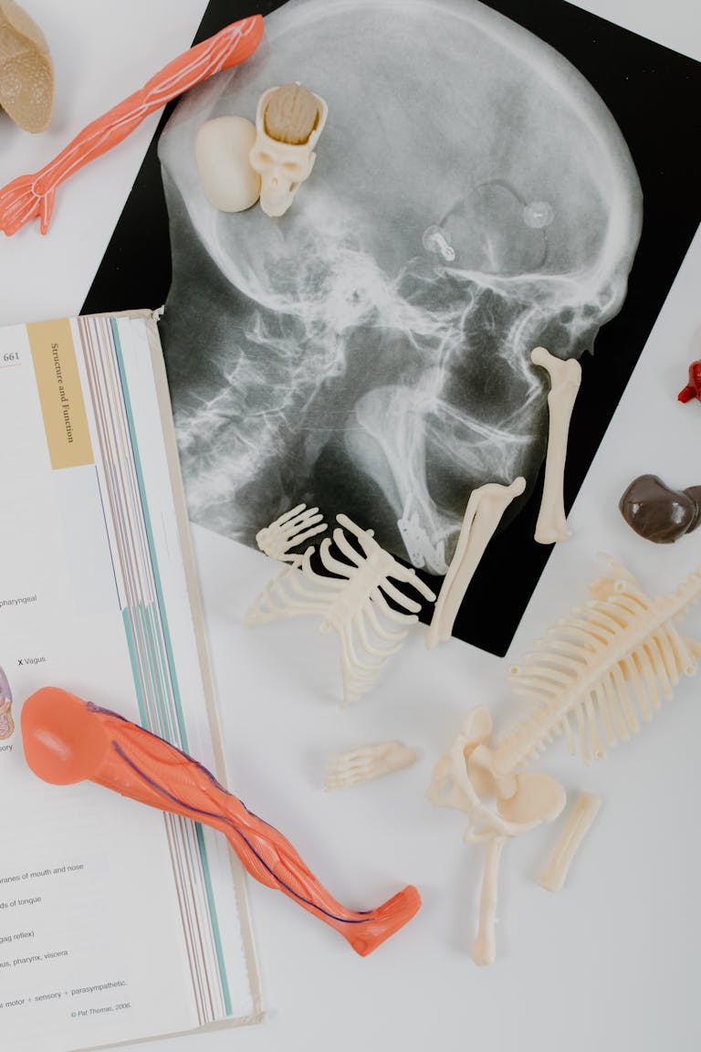 Anatomy study materials including skeletal models and an X-ray film laid out for educational purposes.